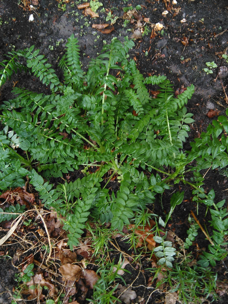 Zu sehen ist die grüne Blattrosette einer Jakobsleiter von oben. Die Pflanze wächst auf dunklem, feuchtem Gartenboden.