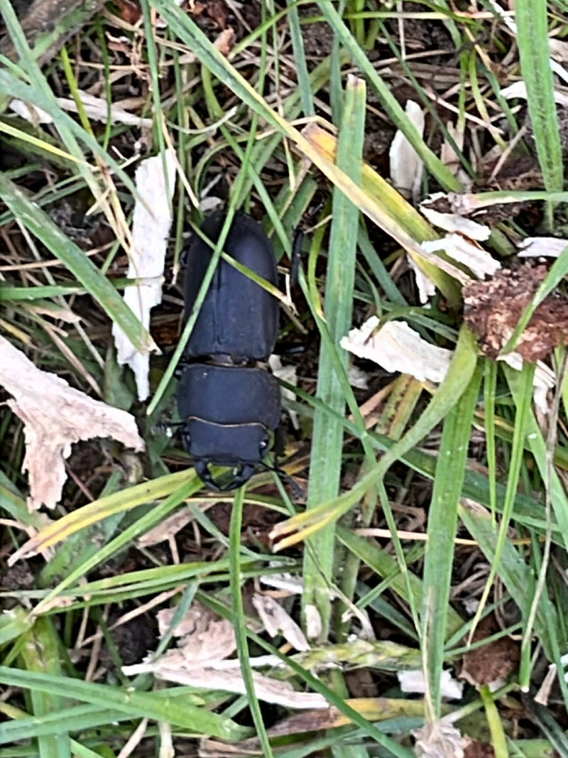Ein erwachsener Hirschkäfer sitzt gut erkennbar auf dem Boden im Gras. Die Aufsicht zeigt das Tier in seiner natürlichen Umgebung.