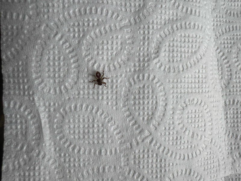 Eine Hirschlausfliege sitzt in der Draufsicht auf einem weißen, strukturierten Papiertuch.