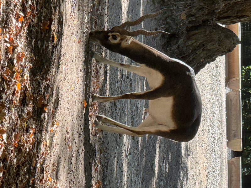 Hirschziegenantilope — Bild 1 von 4