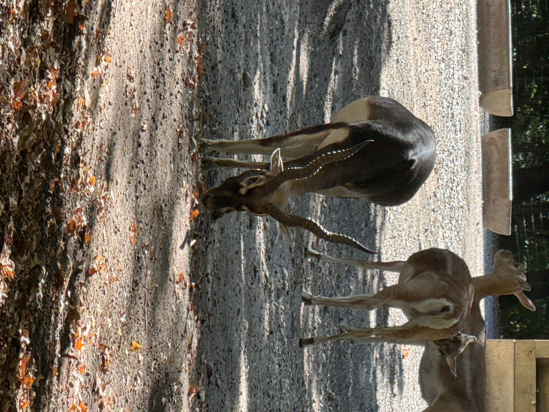 Hirschziegenantilope — Bild 2 von 4