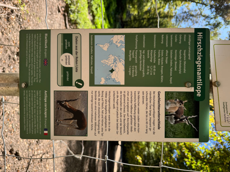 Hirschziegenantilope — Bild 3 von 4