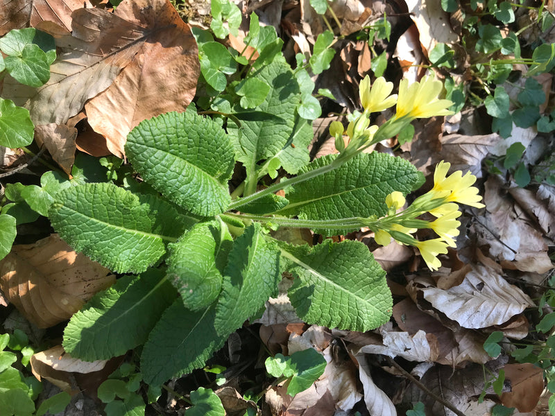 Hohe Schlüsselblume — Bild 1
