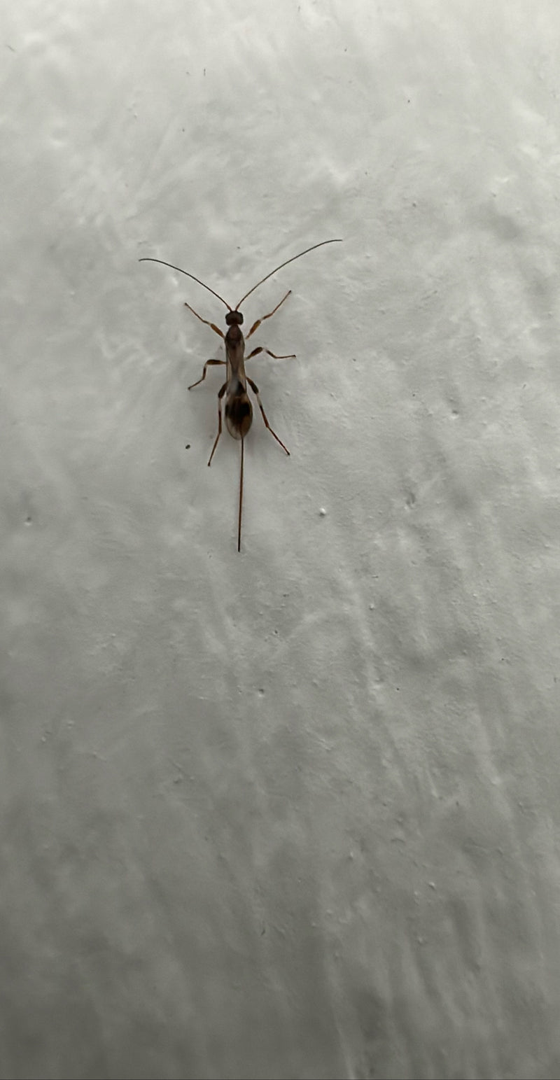 Diese kleine Brackwespe ist ein natürlicher Feind von holzzerstörenden Käferlarven wie dem Gemeinen Nagekäfer (Holzwurm). Das Weibchen nutzt seinen auffällig...