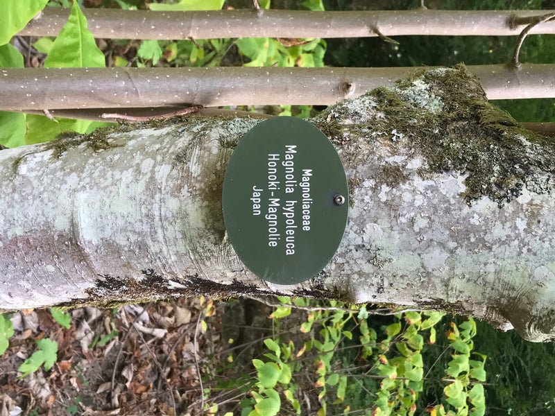 Honoki-Magnolie — Bild 2 von 3