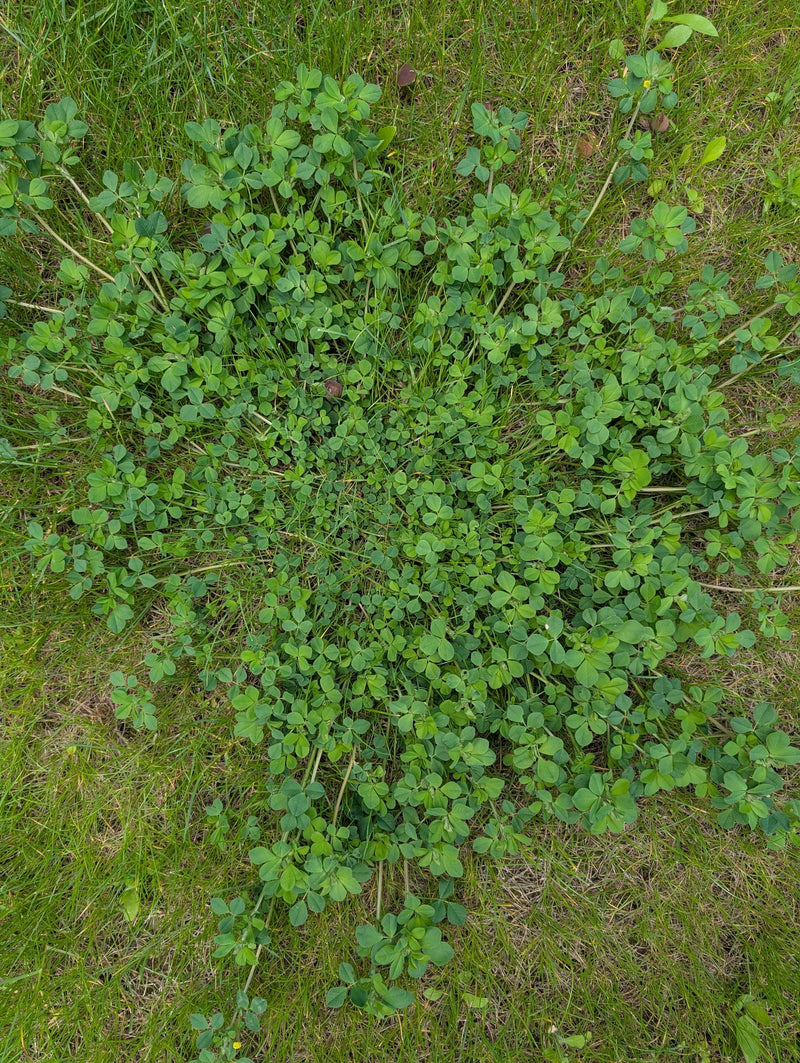 Zu sehen ist eine grüne Pflanze mit dreizähligen Blättern, die auf einer Wiese wächst. Die Aufnahme zeigt die Pflanze von oben in ihrer natürlichen Umgebung.