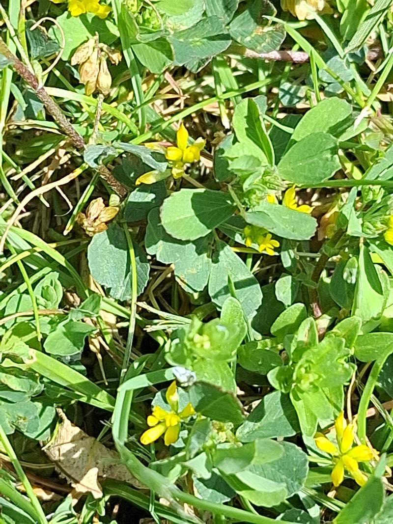 Auf dem Bild sind die kleinen gelben Blüten und die typischen dreizähligen Blätter des Hopfenklees zu sehen, eingebettet in eine Wiese.