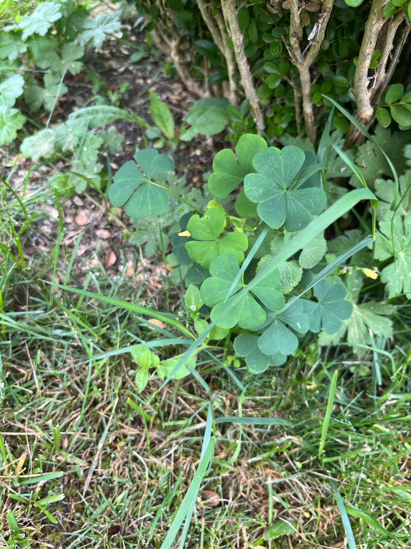 Auf dem Bild ist Horn-Sauerklee mit typischen dreizähligen Blättern zu sehen, der im Gras am Boden wächst.