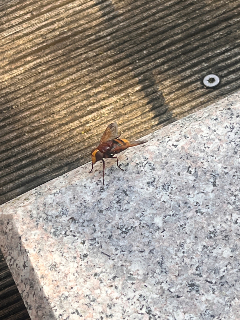 Hornissenschwebfliege — Bild 4 von 20
