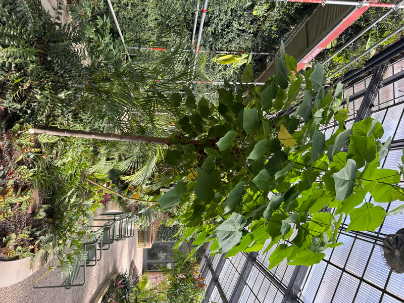 Hortensienbaum — Bild 1 von 1