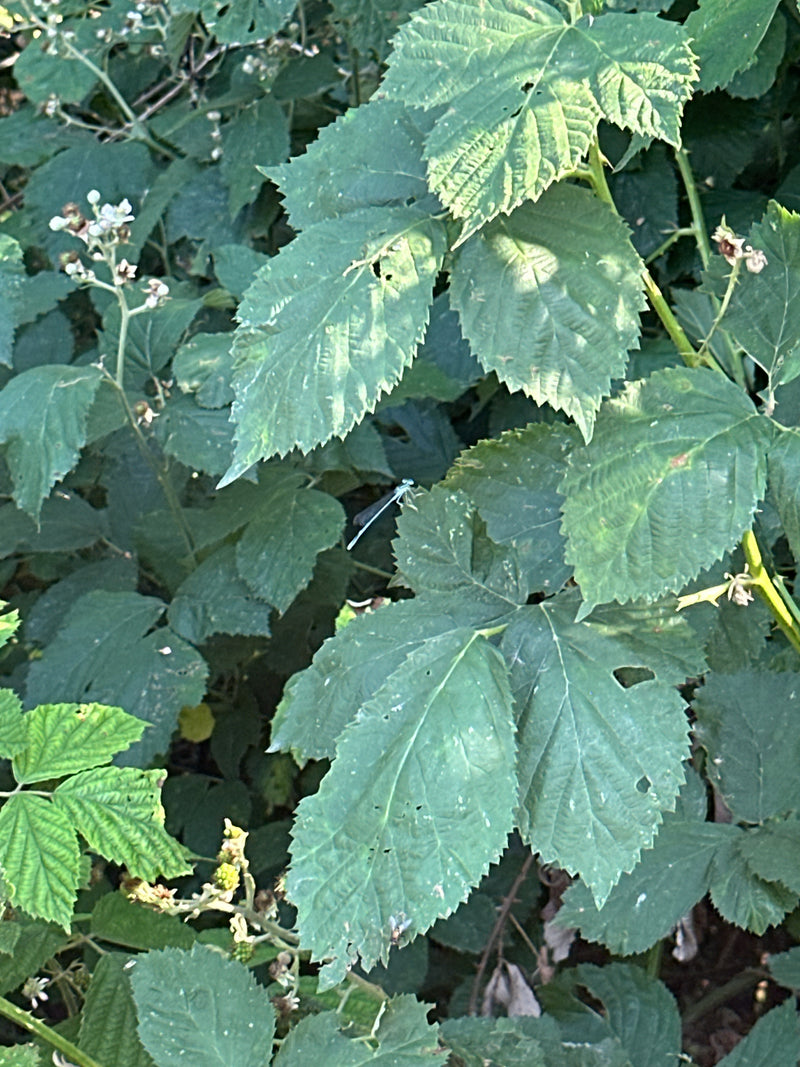 Hufeisen-Azurjungfer — Bild 4 von 22