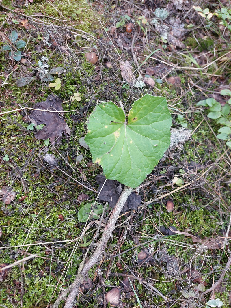 Ein einzelnes, herzförmiges Grundblatt des Huflattichs wächst auf einem mit Moos und Pflanzenresten bedeckten Waldboden.