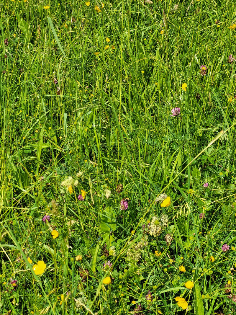 Eine Hummel sitzt auf einer Blüte in einer hohen Blumenwiese.