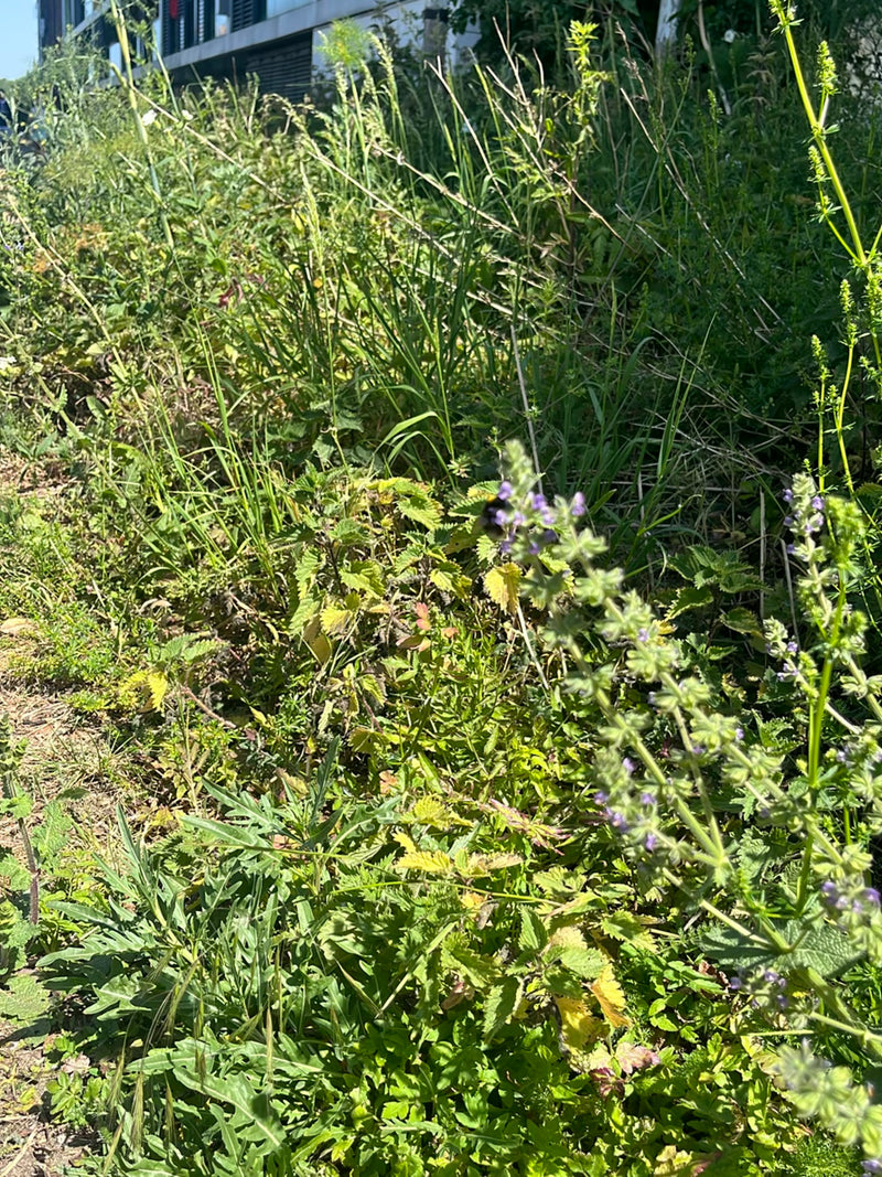 Eine Hummel sitzt auf einer blühenden Pflanze inmitten von hohem Gras und Wildkräutern. Das Insekt ist im dichten Grün der Umgebung zu erkennen.