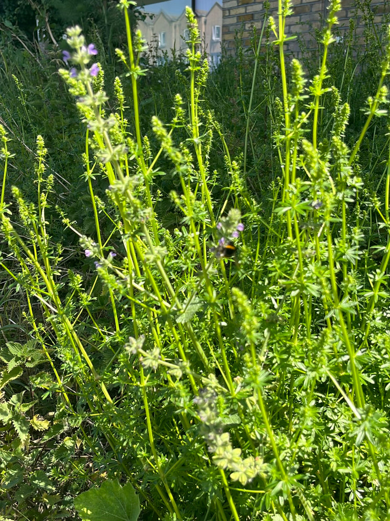 Eine Hummel sitzt auf einer grünen Pflanze inmitten von hohem Gras und Wiesenvegetation. Das Insekt ist deutlich zu erkennen.