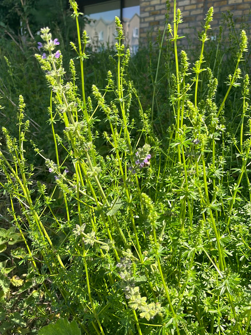 Eine Hummel sitzt auf einer kleinen Blüte inmitten von hohem grünem Kraut und Stängeln. Das Insekt ist im Verhältnis zur umgebenden Vegetation eher klein.