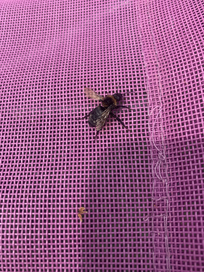 Eine Hummel sitzt auf einem pinken Textilnetz. Sie verharrt ruhig auf der gemusterten Oberfläche.