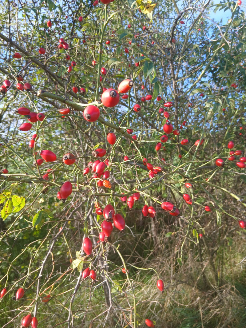 Das Bild zeigt zahlreiche rote Hagebutten an den Zweigen einer Heckenrose im Freien. Die reifen Früchte hängen gut sichtbar an den Ästen der Pflanze.