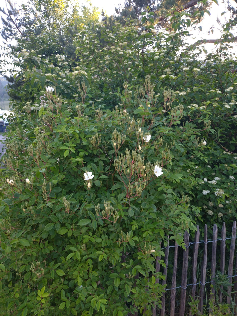 Hagebutten — Bild 5