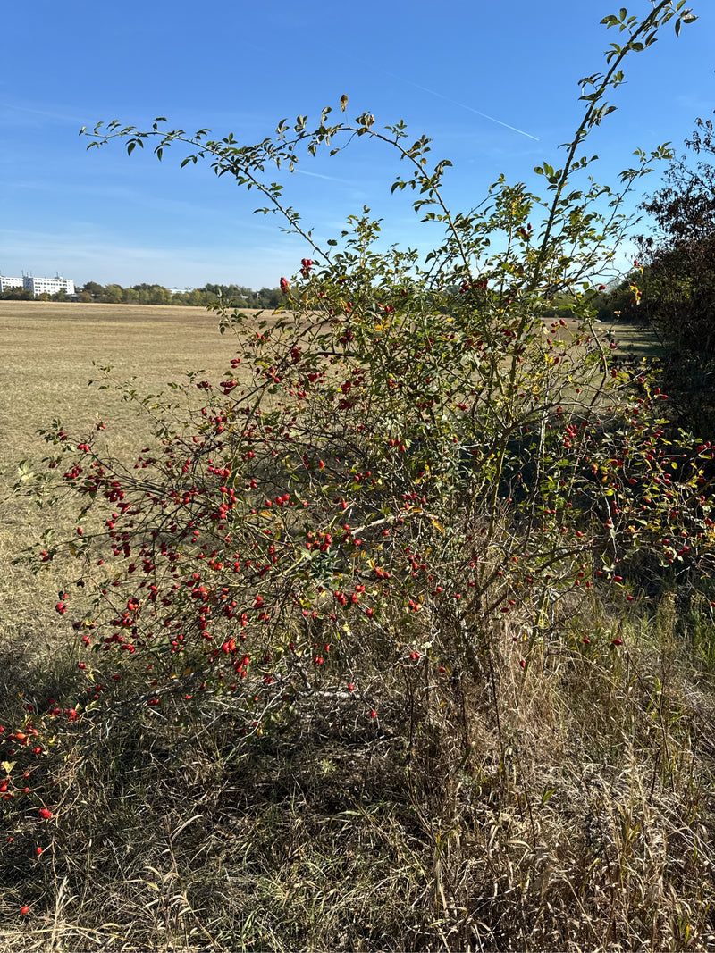 Ein Hundsrosenstrauch steht an einem Feldrand und trägt zahlreiche rote Hagebutten vor einem blauen Himmel.