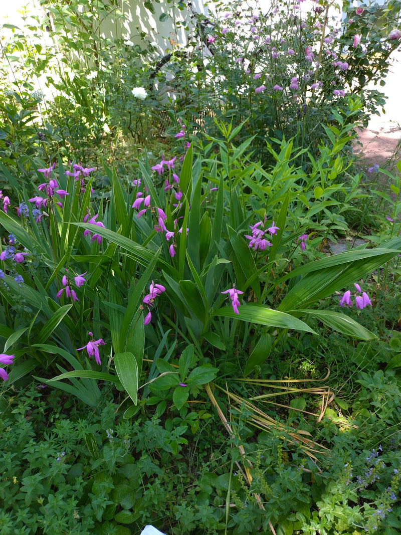 Die Hyazinthen-Orchidee ist eine winterharte Erdorchidee aus Ostasien mit auffälligen, purpurrosa Blüten. Sie wird gerne als Zierpflanze in Gärten kultiviert...
