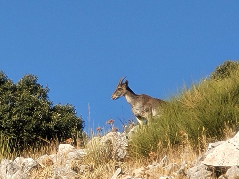 Ein Iberiensteinbock steht wachsam in einer felsigen Hanglandschaft mit Gras und Büschen. Im Hintergrund ist blauer Himmel zu sehen.