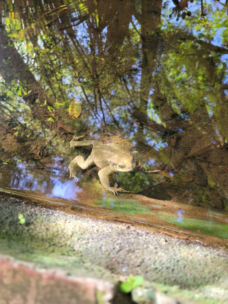 Eine Iberische Erdkröte sitzt auf dem sandigen Grund in flachem Wasser. Die Wasseroberfläche spiegelt die Umgebung wider.