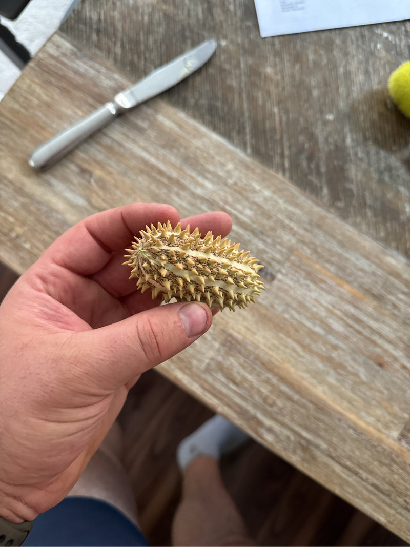 Igel-Gurke — Bild 1 von 2