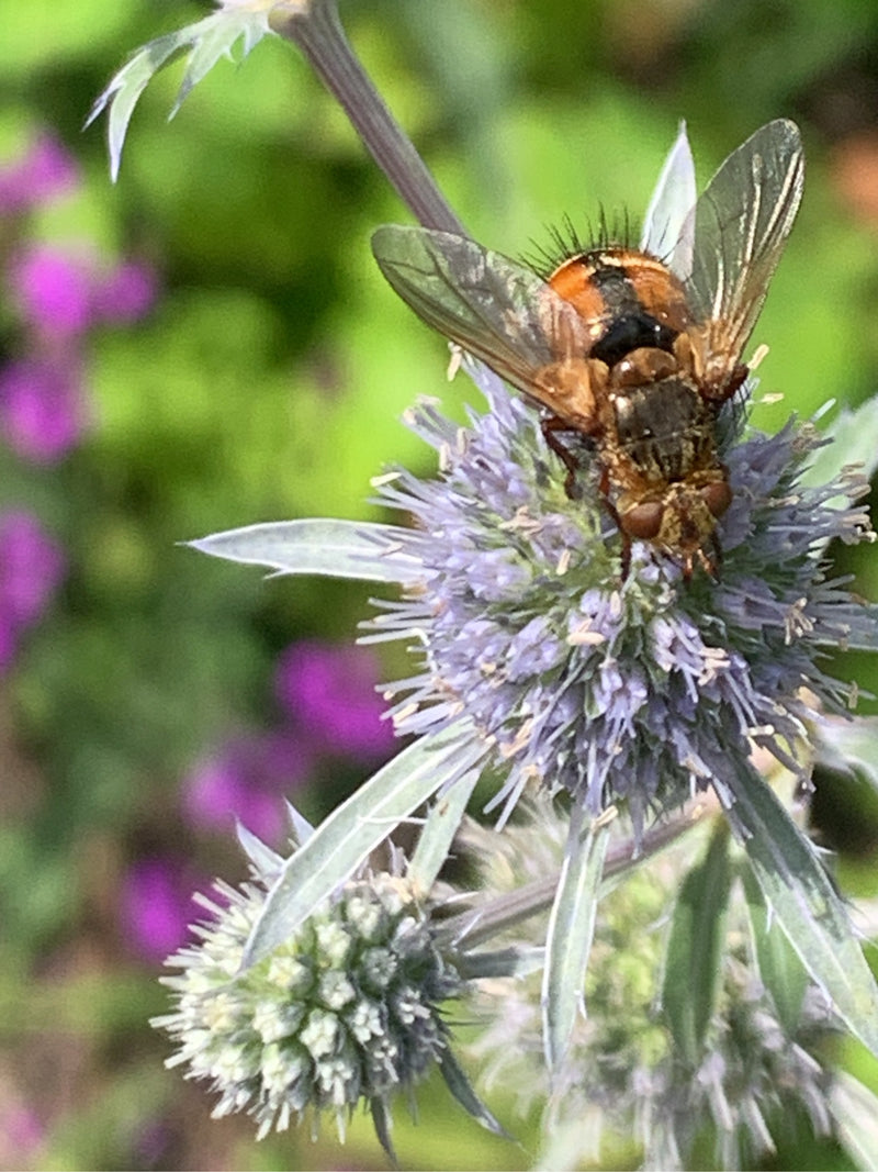 Igel-Raupenfliege — Bild 3 von 18