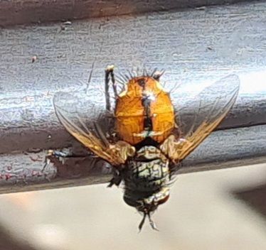 Igel-Raupenfliege — Bild 5 von 18