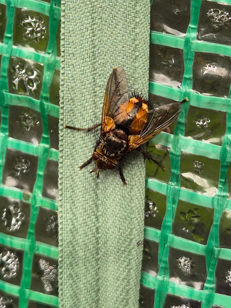 Igel-Raupenfliege — Bild 1 von 18
