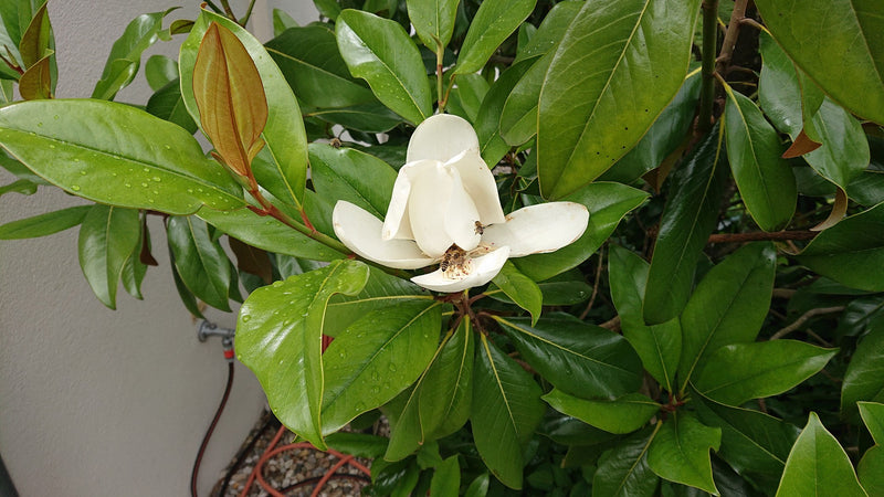 Immergrüne Magnolie — Bild 5