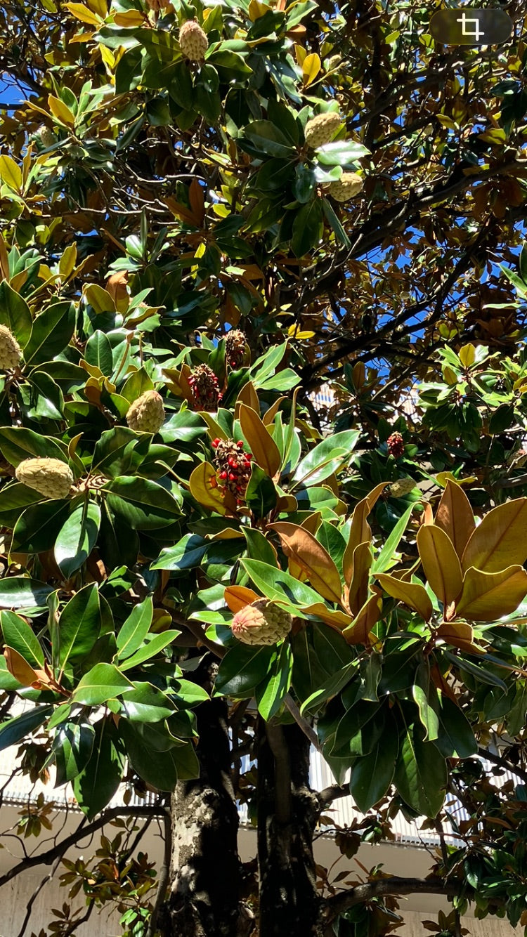 Immergrüne Magnolie — Bild 1