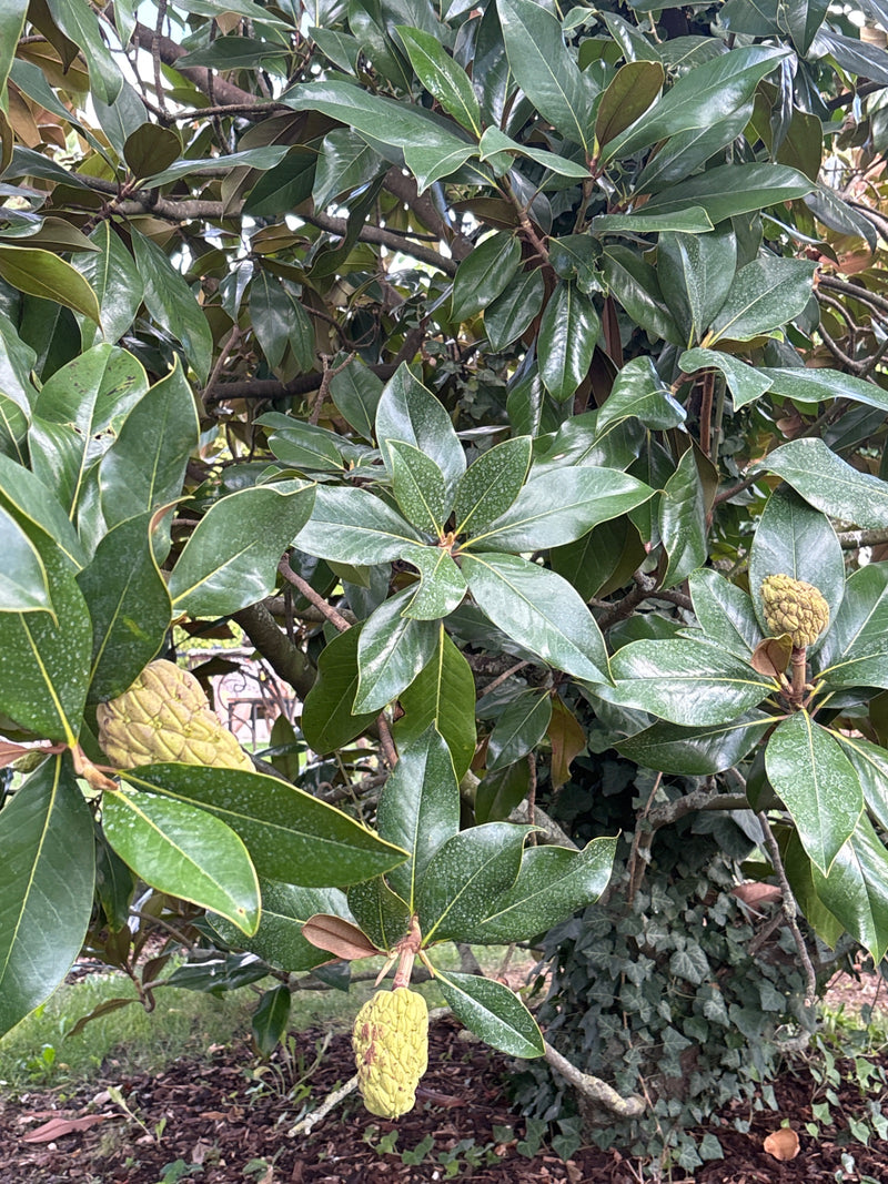 Immergrüne Magnolie — Bild 2