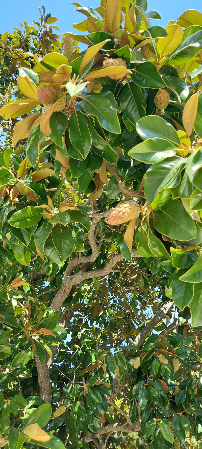 Immergrüne Magnolie — Bild 4