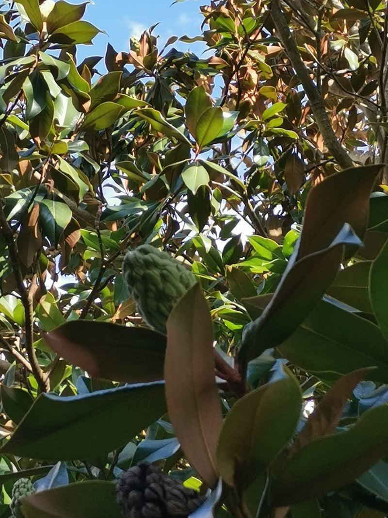 Immergrüne Magnolie — Bild 3