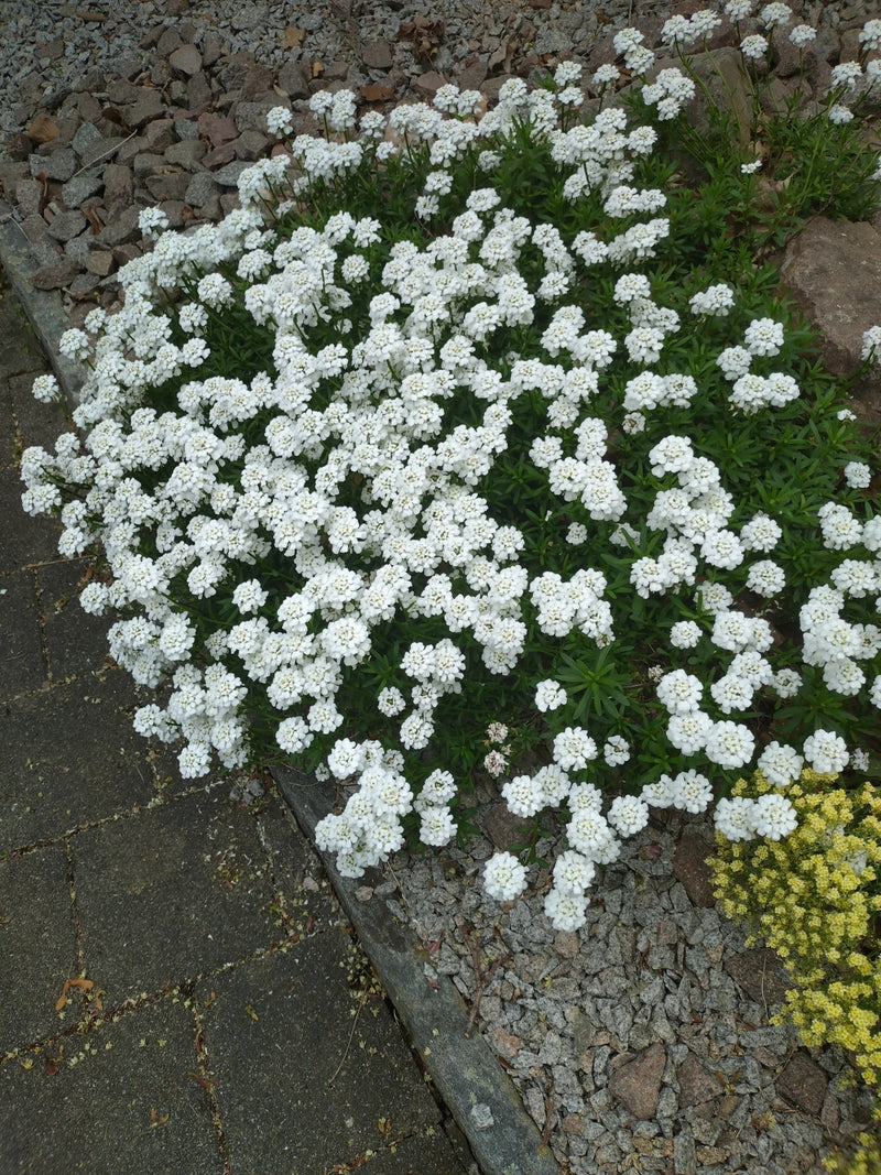 Zu sehen ist eine dicht blühende Immergrüne Schleifenblume mit zahlreichen weißen Blütenständen. Die Pflanze wächst in einem Gartenbeet neben Steinplatten un...