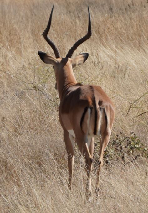 Impala — Bild 3 von 4