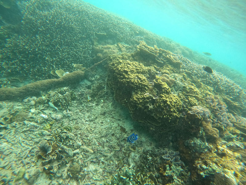 Imperator-Kaiserfisch — Bild 2