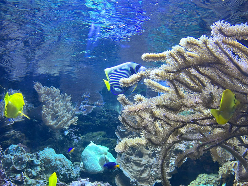 Imperator-Kaiserfisch — Bild 1