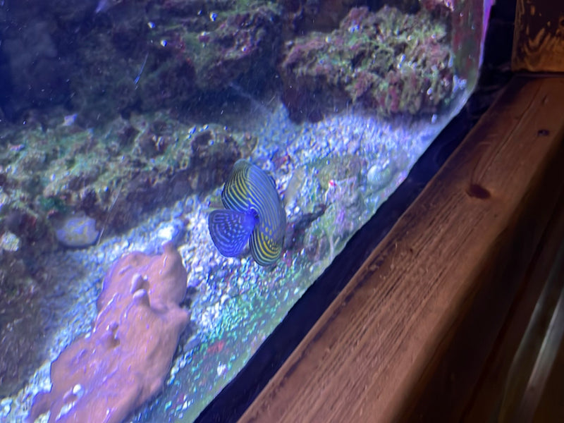 Imperator-Kaiserfisch — Bild 3