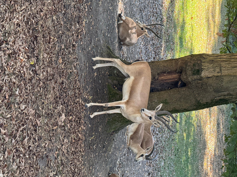 Mehrere Indische Gazellen stehen und liegen auf einem laubbedeckten Waldboden neben einem Baumstamm. Die Tiere zeigen ihre charakteristischen Hörner und das ...