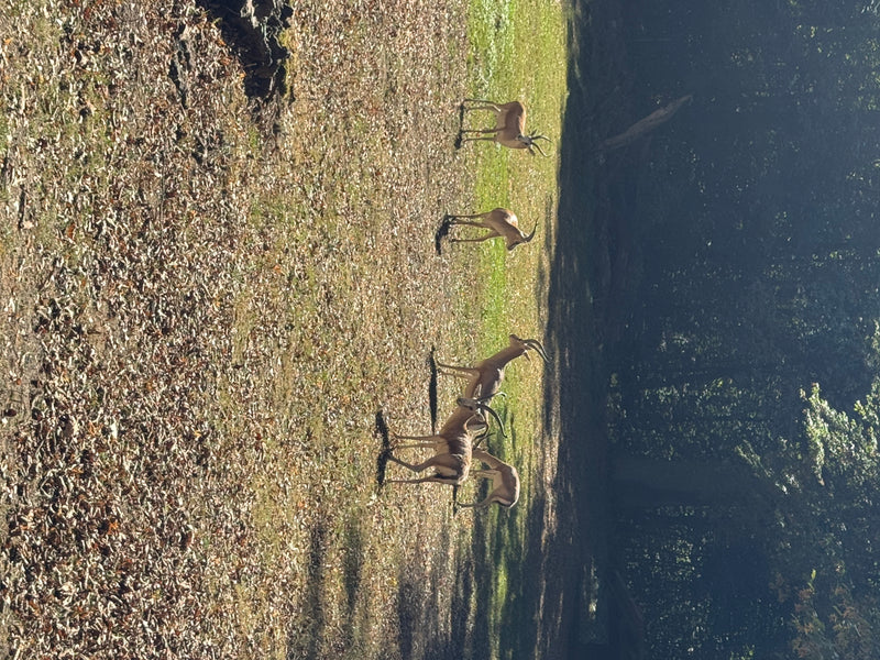 Mehrere Indische Gazellen stehen auf laubbedecktem Boden in einem lichten Wald. Sie sind gut erkennbar und befinden sich in friedlicher Haltung.