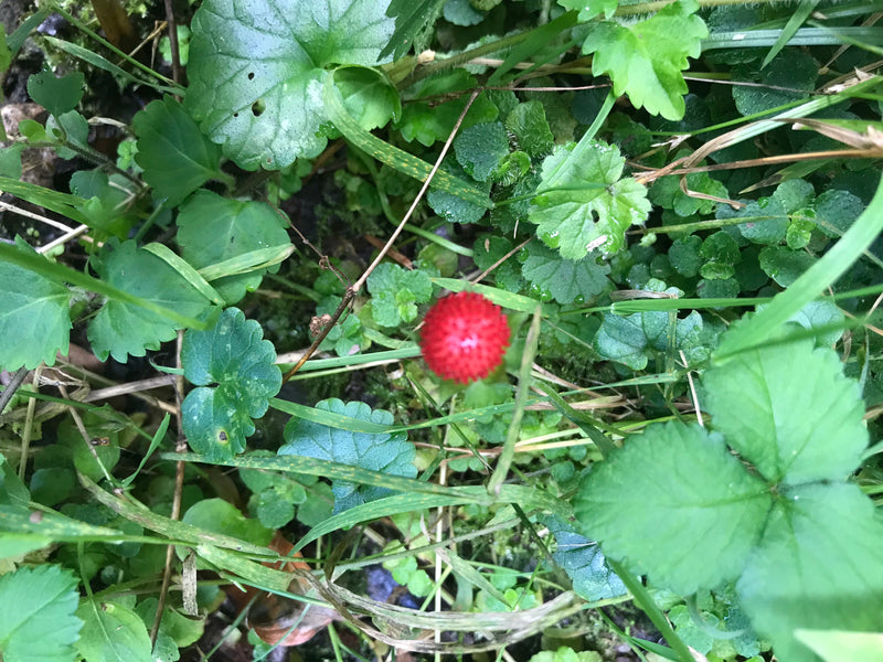 Indische Scheinerdbeere — Bild 4