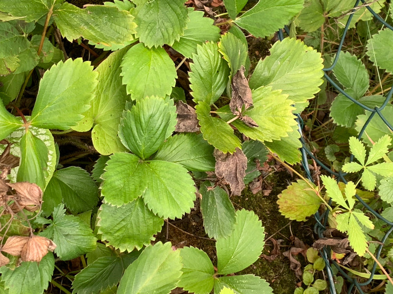 Indische Scheinerdbeere — Bild 5