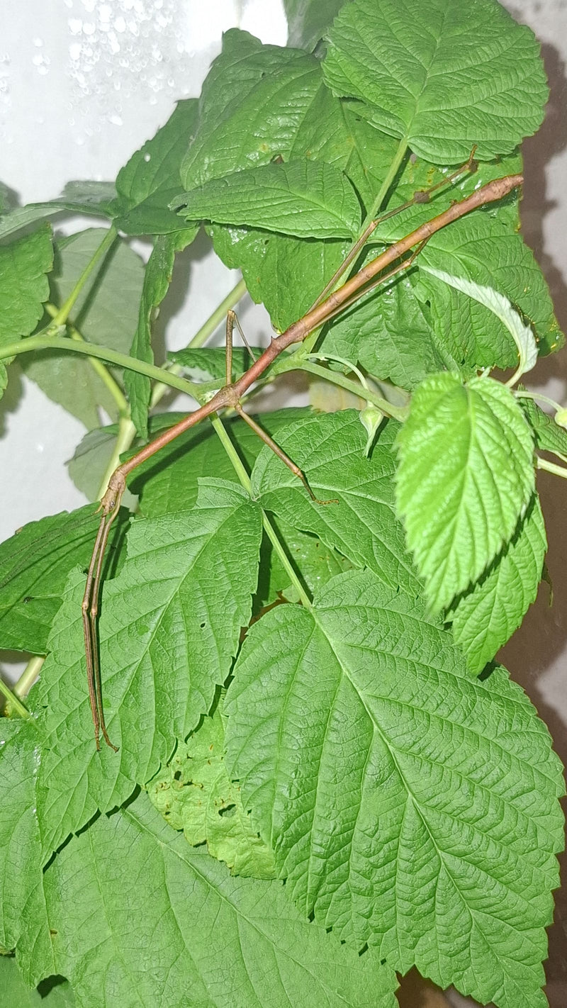 Eine braune Indische Stabschrecke ruht mit ausgestreckten Vorderbeinen auf den grünen Blättern einer Pflanze.