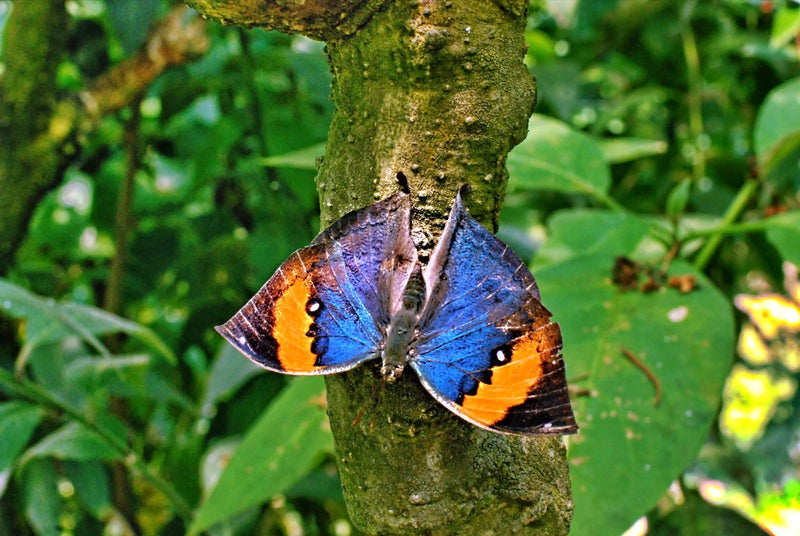 Indischer Blattschmetterling — Bild 1 von 1