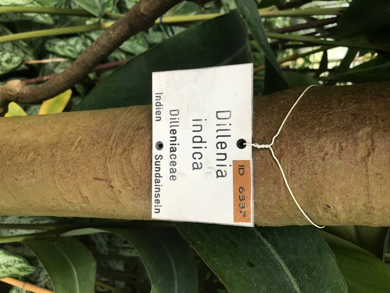 Indischer Elefantenapfel — Bild 3 von 3