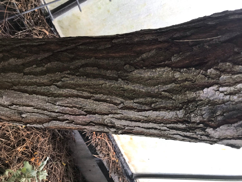 Indischer Zederachbaum — Bild 3 von 4