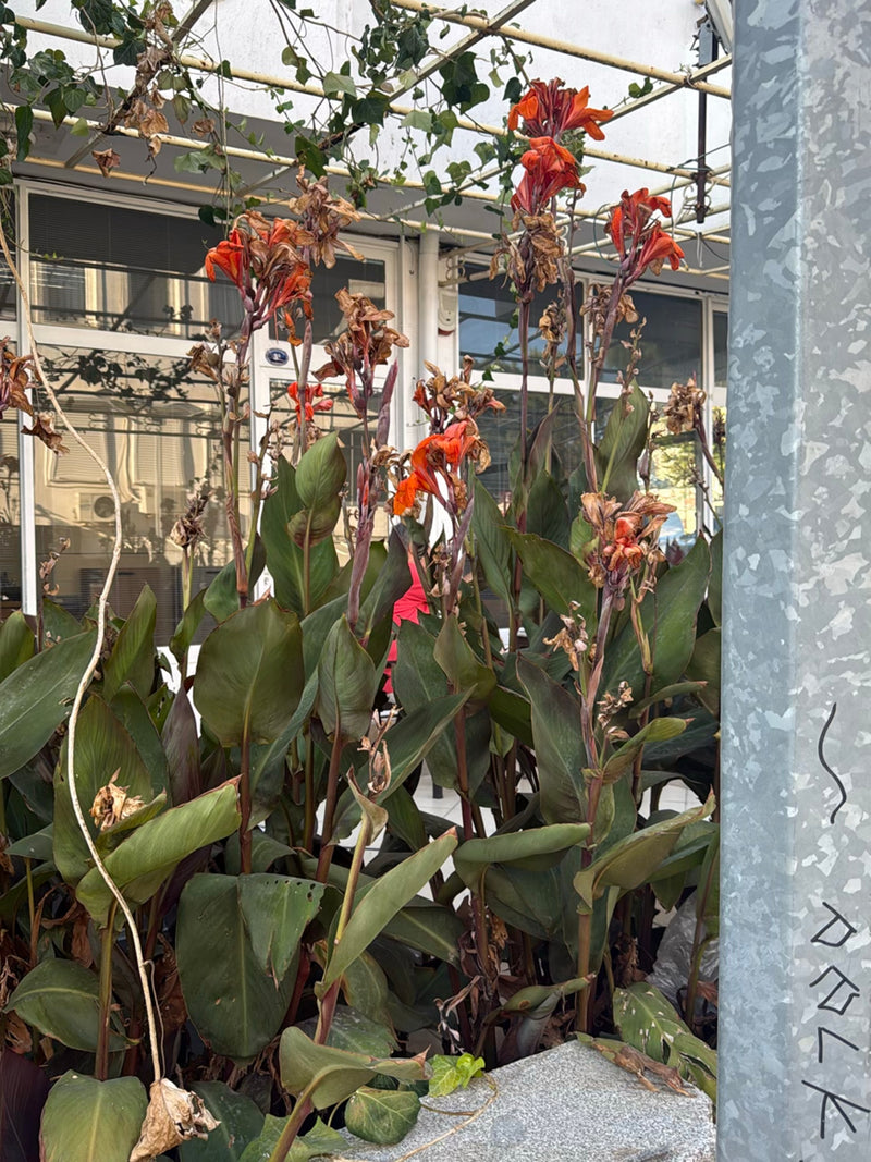 Zu sehen ist eine Gruppe von Indischem Blumenrohr mit großen grünen Blättern und auffälligen roten Blüten. Die Pflanzen stehen vor einem Gebäude.